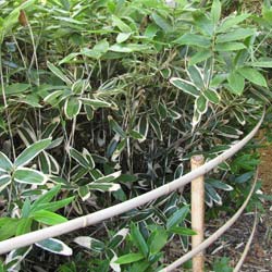 Bambú Sasa veitchii